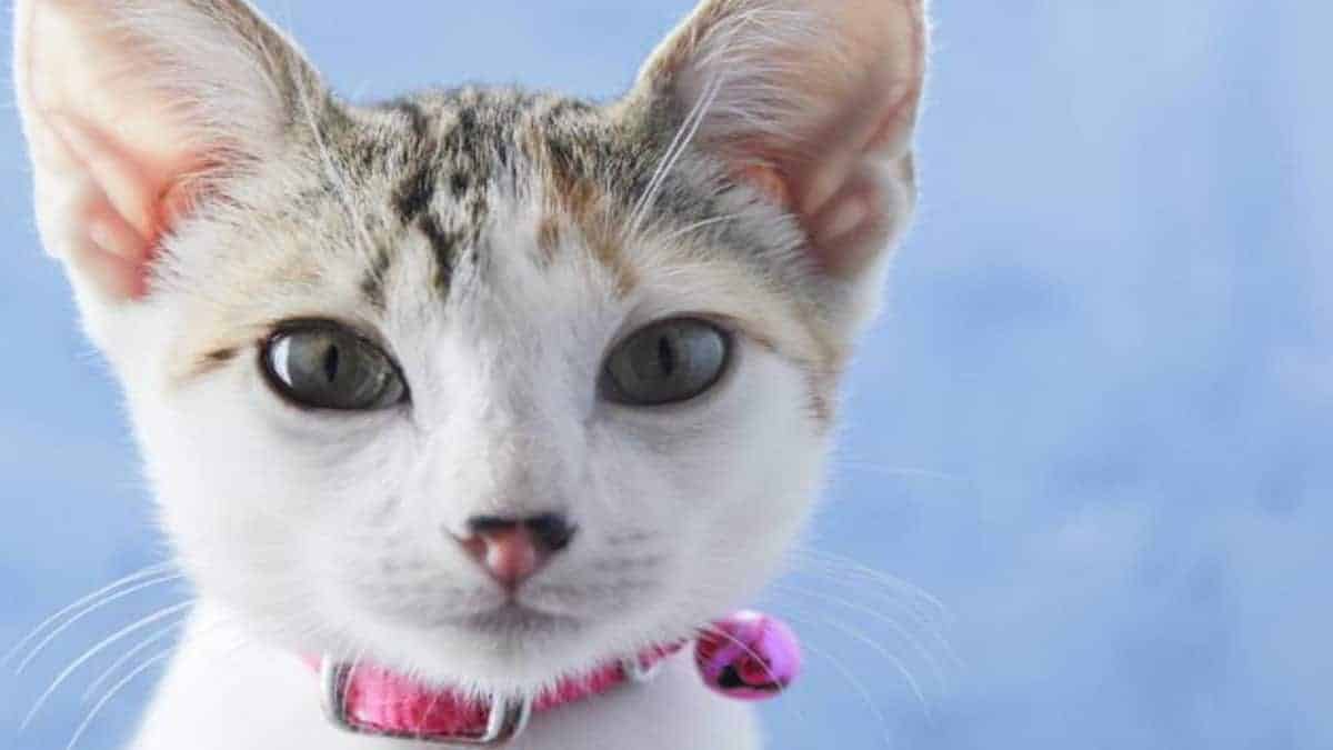 Les colliers et grelots sont-ils sains pour les chats ?