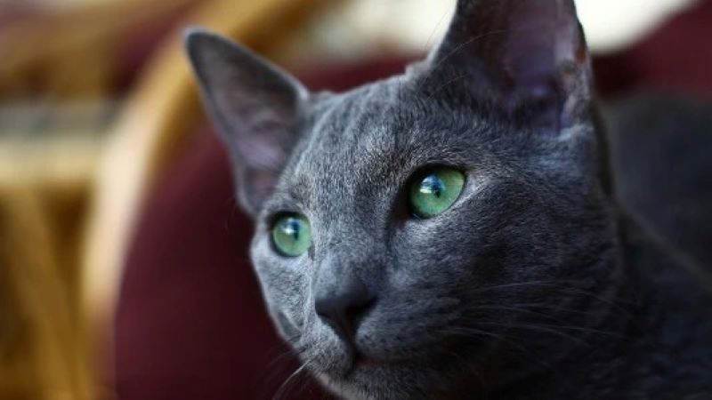 Les chats vivent combien de temps ? Tout savoir sur leur espérance de vie