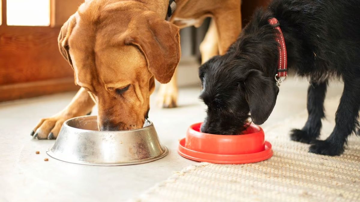 Combien de fois par jour un chien doit-il manger ? La réponse des experts