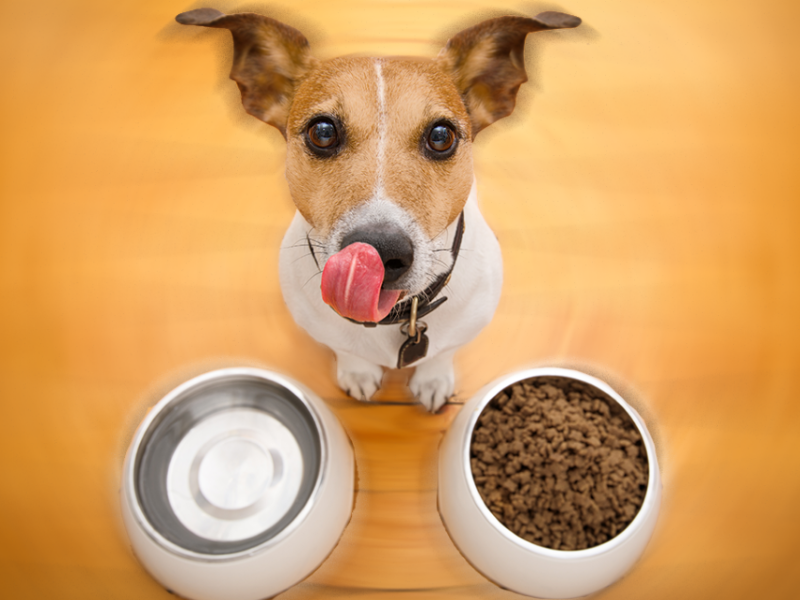 Combien de fois par jour un chien doit-il manger ? La réponse des experts