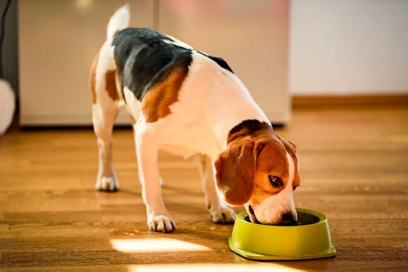 Combien de fois par jour un chien doit-il manger ? La réponse des experts