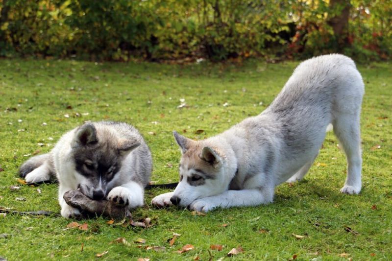 Combien de temps les chiens sont-ils capables de se souvenir ?