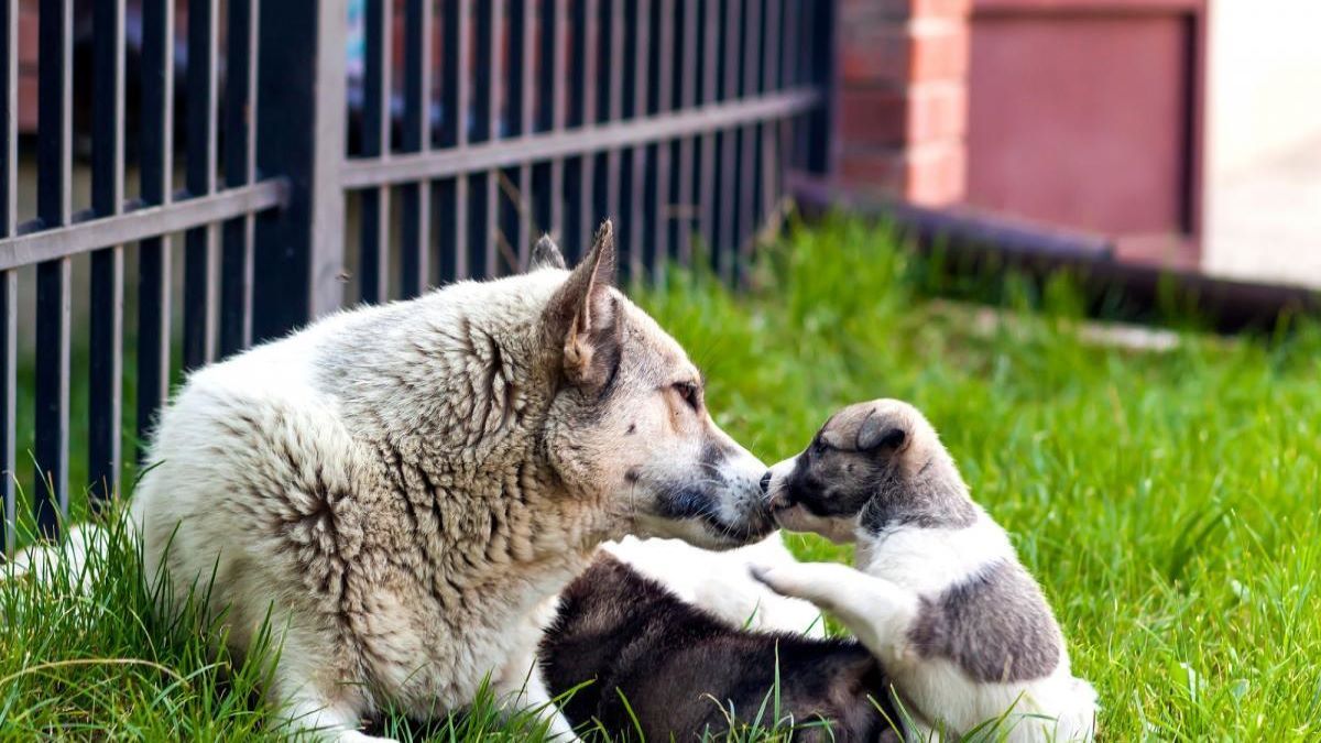 Mémoire des chiens : durant combien de temps sont-ils capables de se souvenir ?