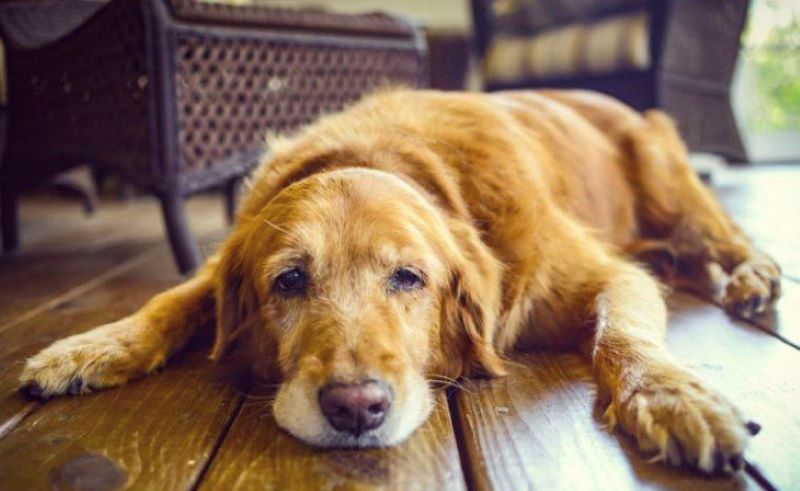 Comment savoir si votre chien a des parasites ? : Les symptômes qui vous mettront en alerte
