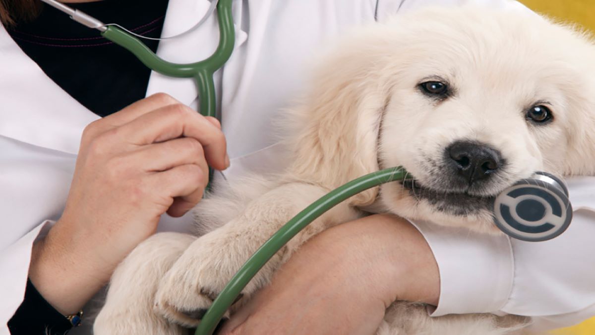 Comment savoir si votre chien a des parasites ? Les symptômes qui doivent vous alerter