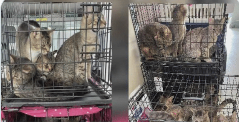 150 chats découverts vivant dans la misère à côté des cadavres de leurs maîtres