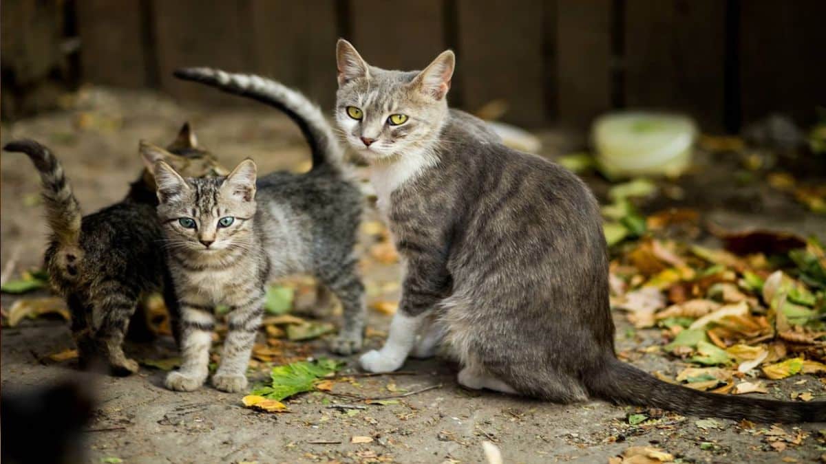 Ils découvrent 150 chats vivant dans la misère à côté des cadavres de leurs maîtres