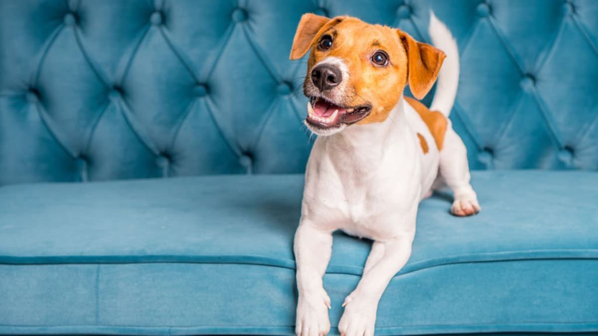 Devez-vous laisser votre chien monter sur le canapé ? Voici la réponse