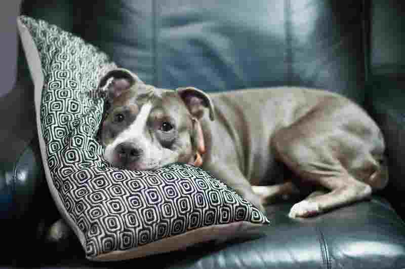 Devez-vous laisser votre chien monter sur le canapé ? Voici la réponse