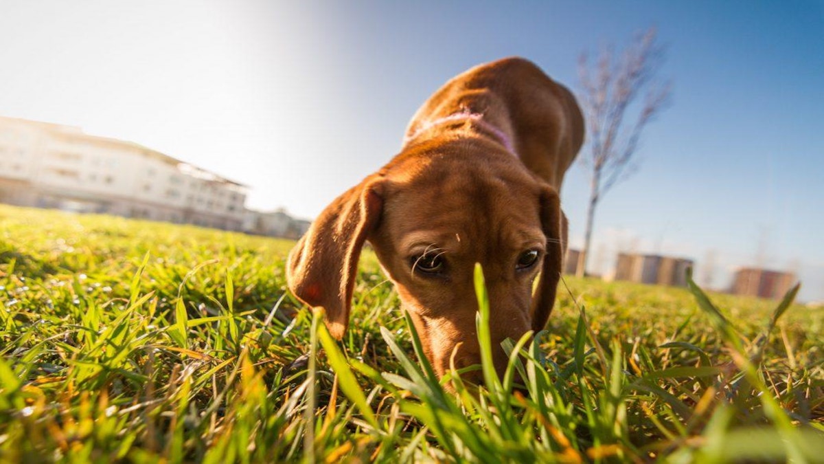 Devez-vous laisser votre chien renifler les excréments des autres chiens ? Les réponses des experts