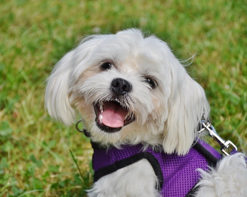 Éliminer la mauvaise haleine de votre chien est possible grâce à ces astuces faciles à mettre en pratique