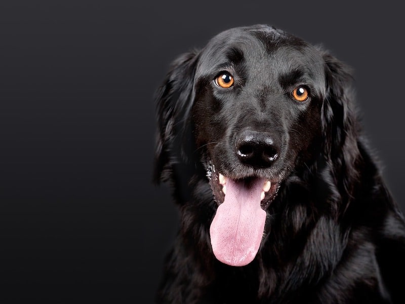 Éliminer la mauvaise haleine de votre chien est possible grâce à ces astuces faciles à mettre en pratique