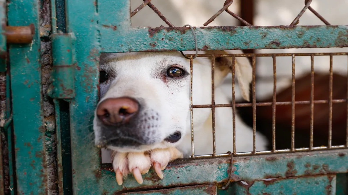 Elle décède seule chez elle, son chien affamé commence à la dévorer