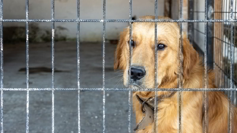 Elle décède seule chez elle, son chien affamé commence à la dévorer