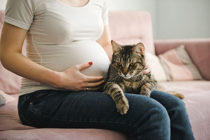 Les chats sont-ils dangereux pour une femme enceinte ? La réponse des experts