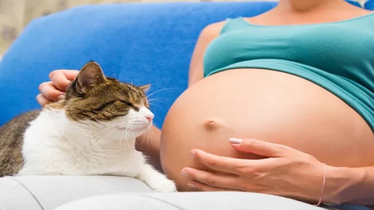 Les chats sont-ils dangereux pour une femme enceinte ? La réponse des experts