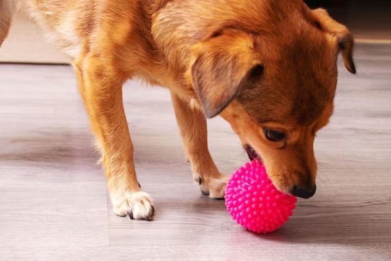 Faire de l'exercice avec votre chien à la maison est essentiel pour vous deux