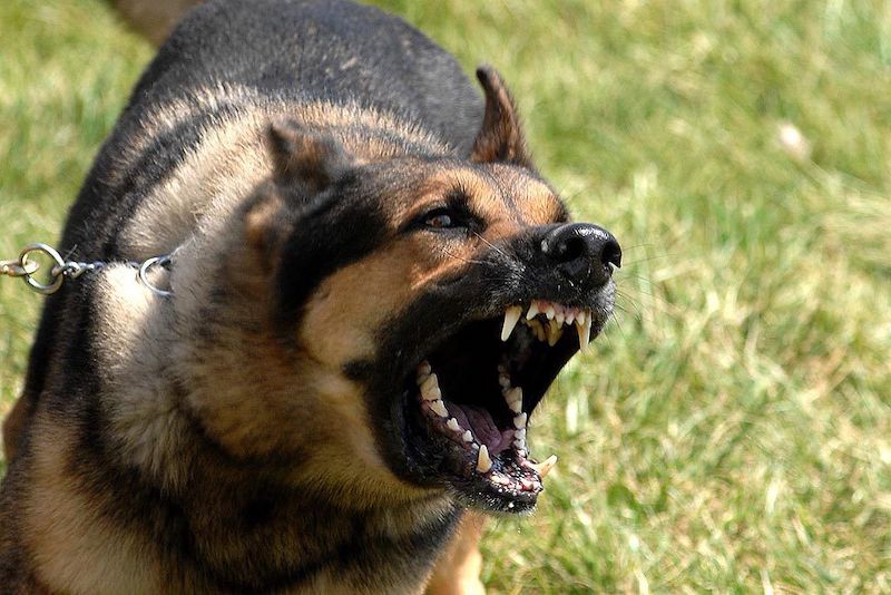 Il demande à son chien d’attaquer les pompiers, la police ouvre le feu : 2 blessés