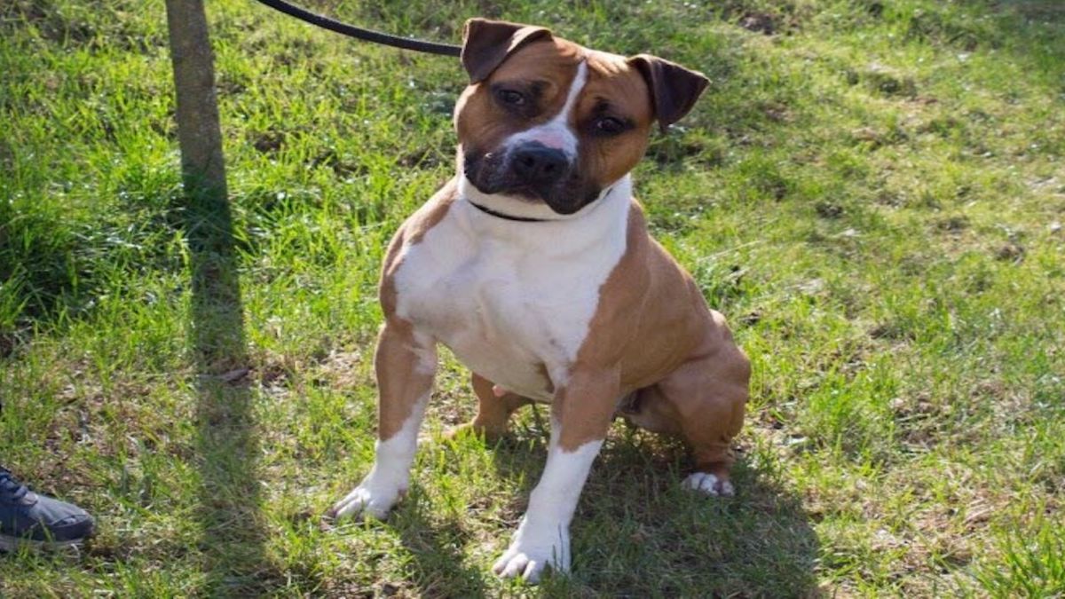 Il demande à son chien d’attaquer les pompiers, la police ouvre le feu : 2 blessés