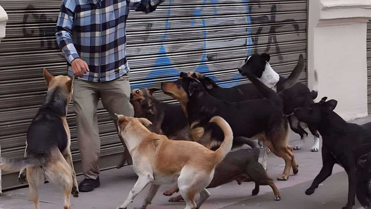 Il est décédé attaqué par des chiens alors qu'il tentait de sauver son animal de compagnie