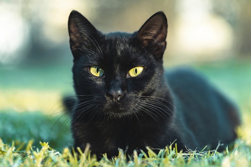 Chats noirs : tout savoir sur animaux