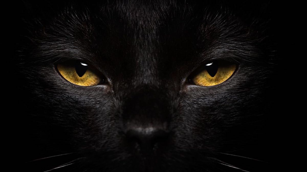 Tout ce qu'il faut savoir sur les chats noirs et le mystère qui les entoure