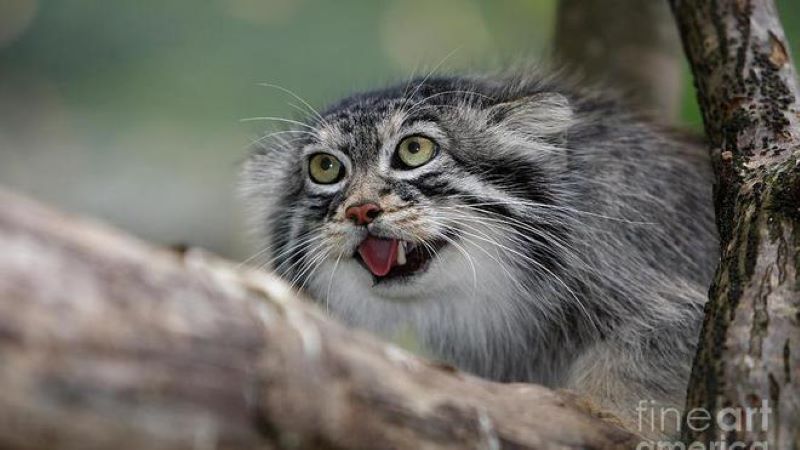 Ils trouvent une espèce de chattrès très rare sur l'Everest (photos)