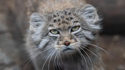Une espèce de chats très rare est découverte sur l'Everest (photos)