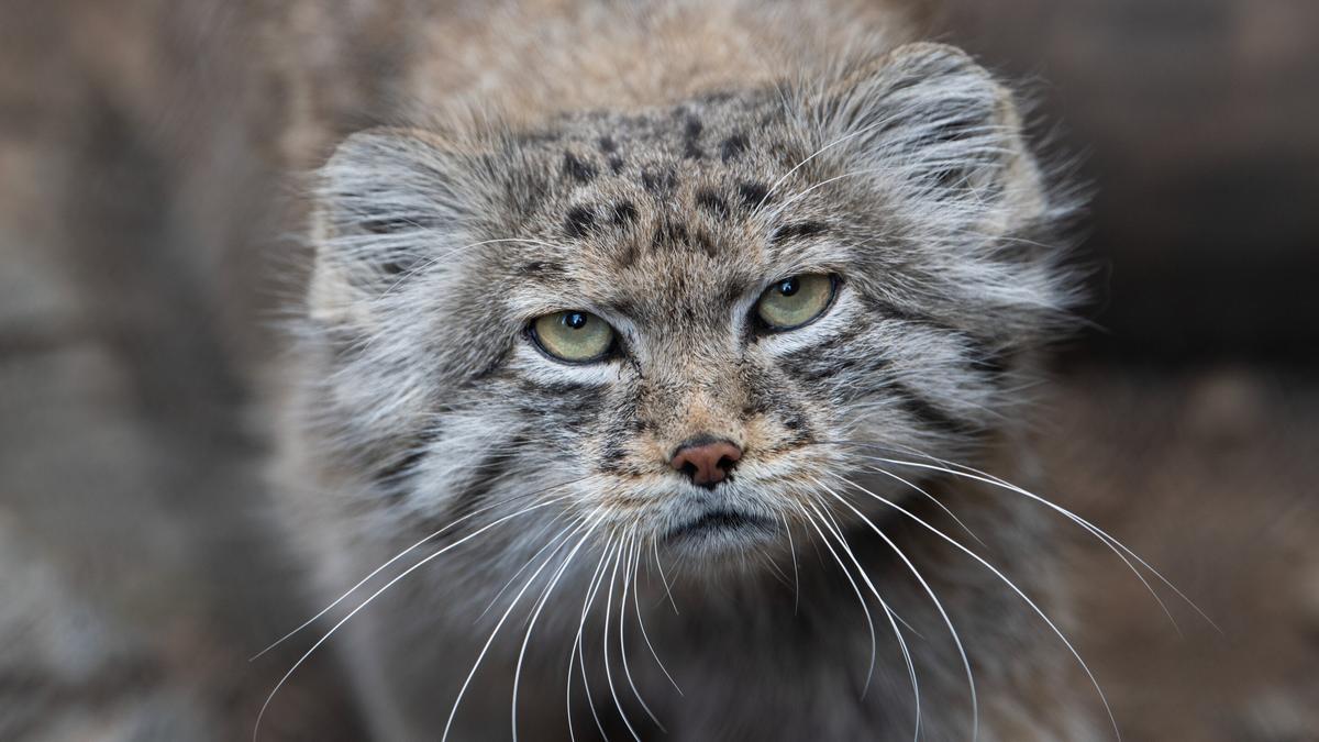 Une espèce de chats très rare est découverte sur l'Everest (photos)