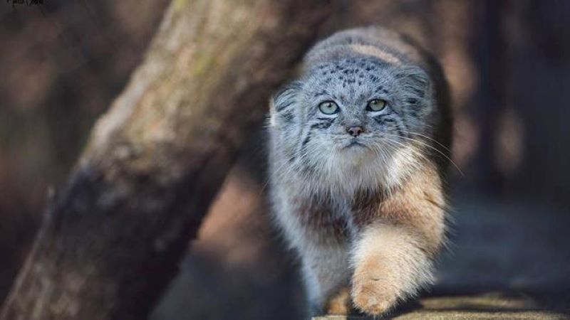 Ils trouvent une espèce de chattrès très rare sur l'Everest (photos)