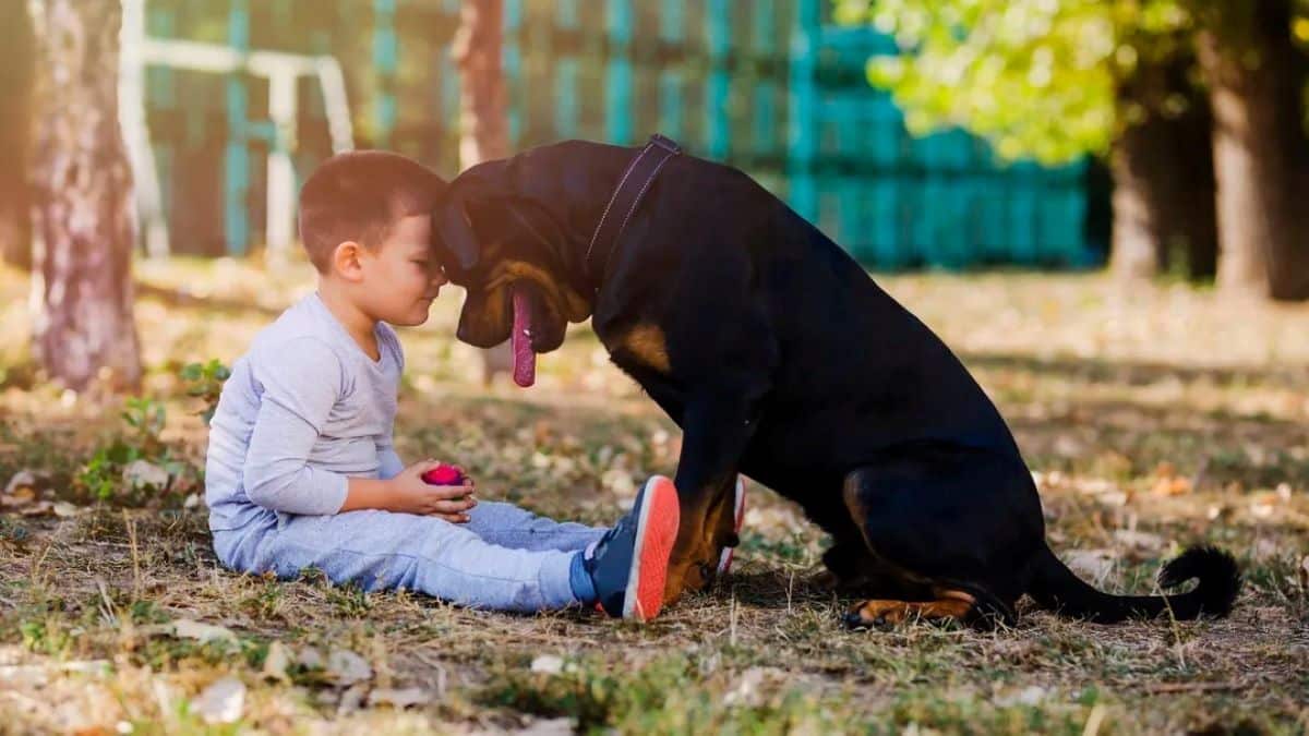 Voici combien de temps vit un chien, selon sa race