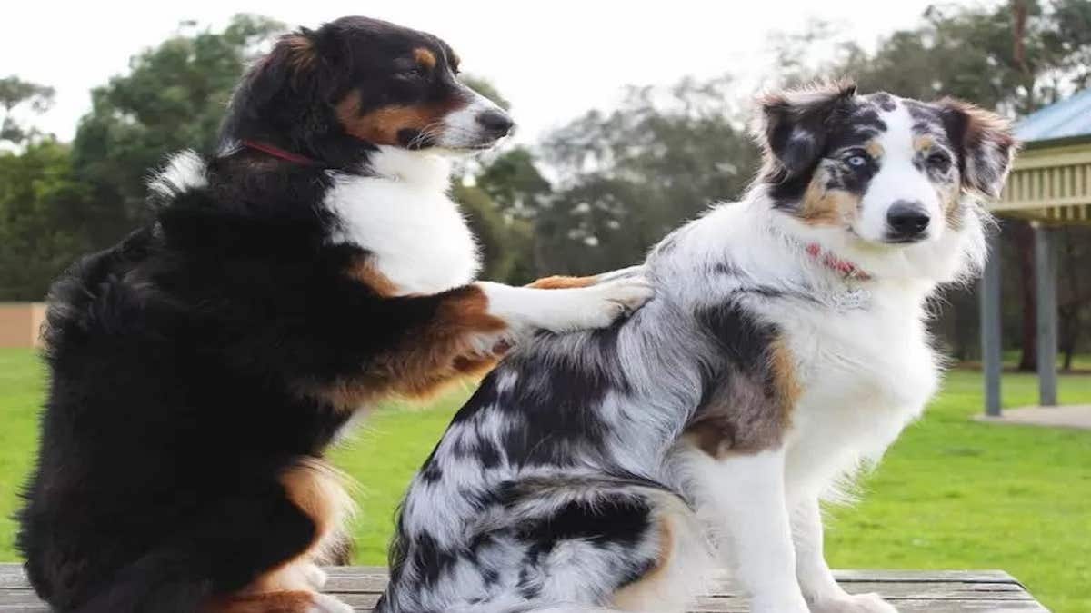 Voici l'espérance de vie de votre chien, en fonction de sa race