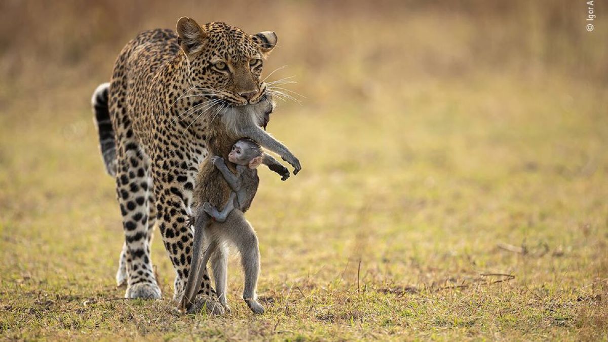 La photo dérangeante qui rappelle que la nature n'est pas un film Disney