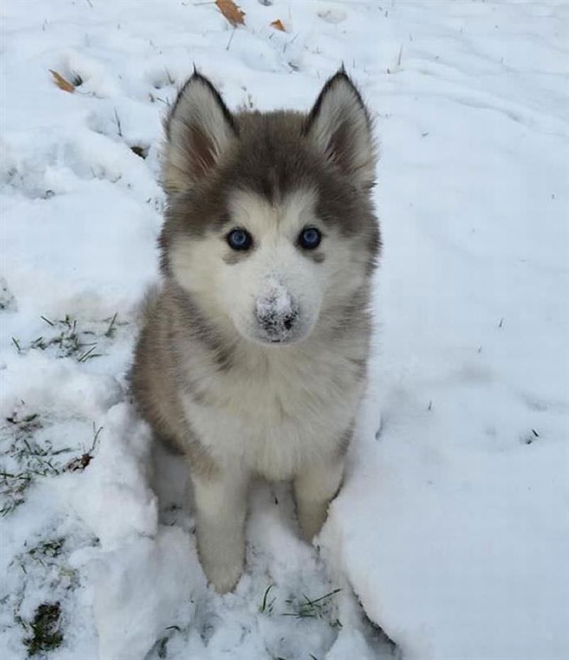 La réaction surprenante de 7 animaux lorsqu'ils voient la neige pour la 1ère fois