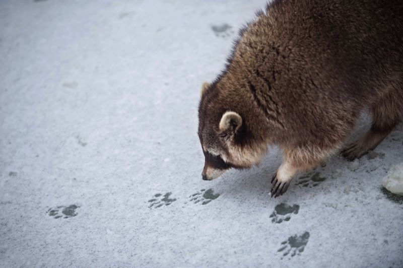 La réaction surprenante de 7 animaux lorsqu'ils voient la neige pour la 1ère fois