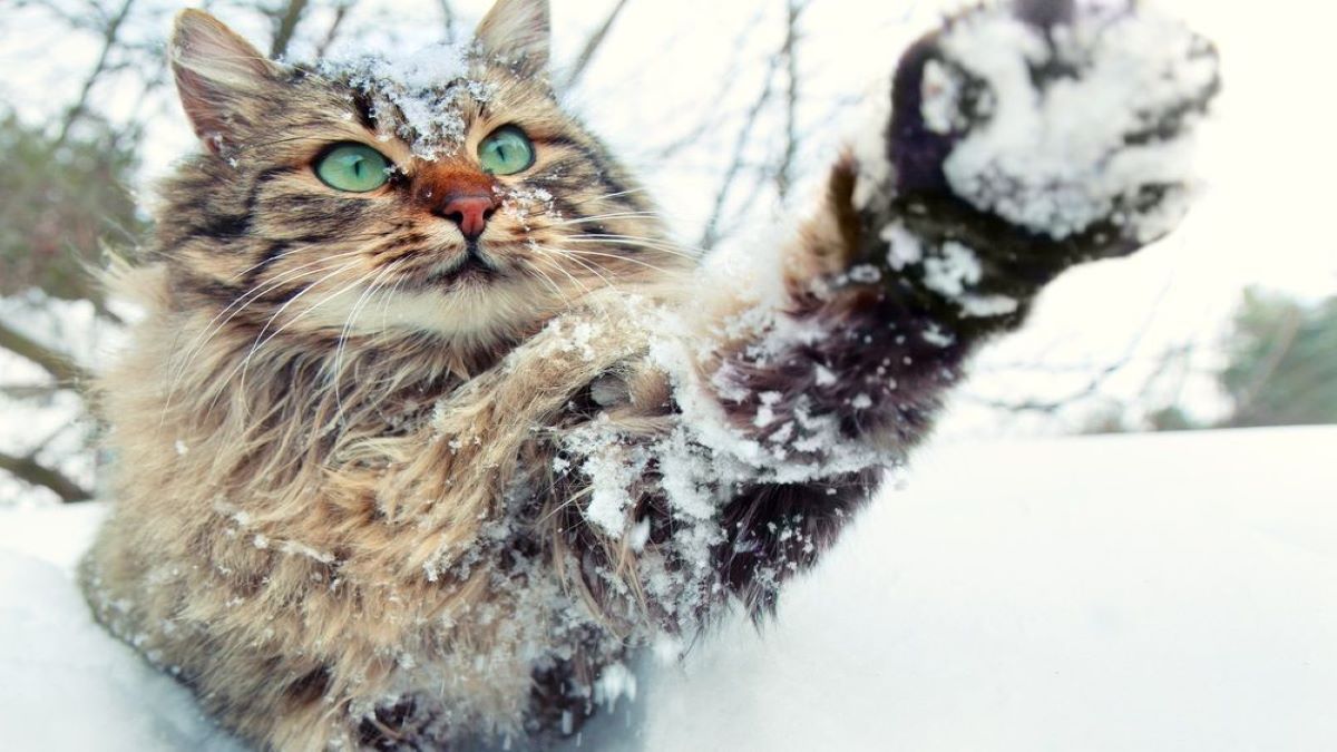 7 animaux voient la neige pour la 1e fois, leur réaction est magique !