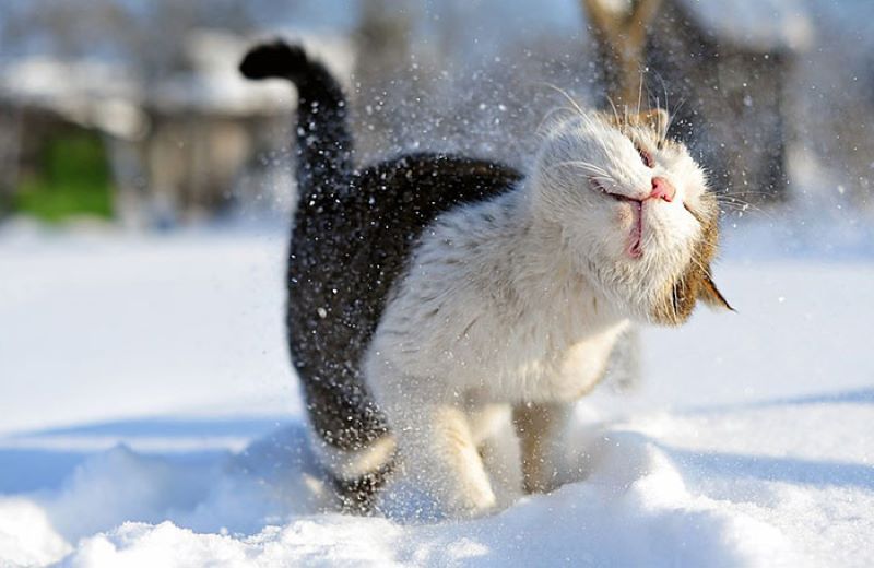 La réaction surprenante de 7 animaux lorsqu'ils voient la neige pour la 1ère fois