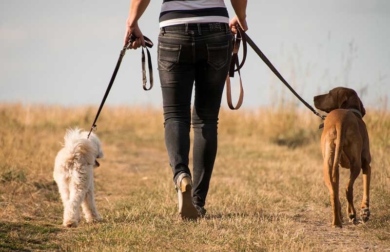 La technique parfaite pour socialiser un chien agressif