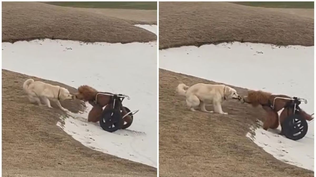 Vidéo bouleversante d'un chien aidant un chien en fauteuil roulant