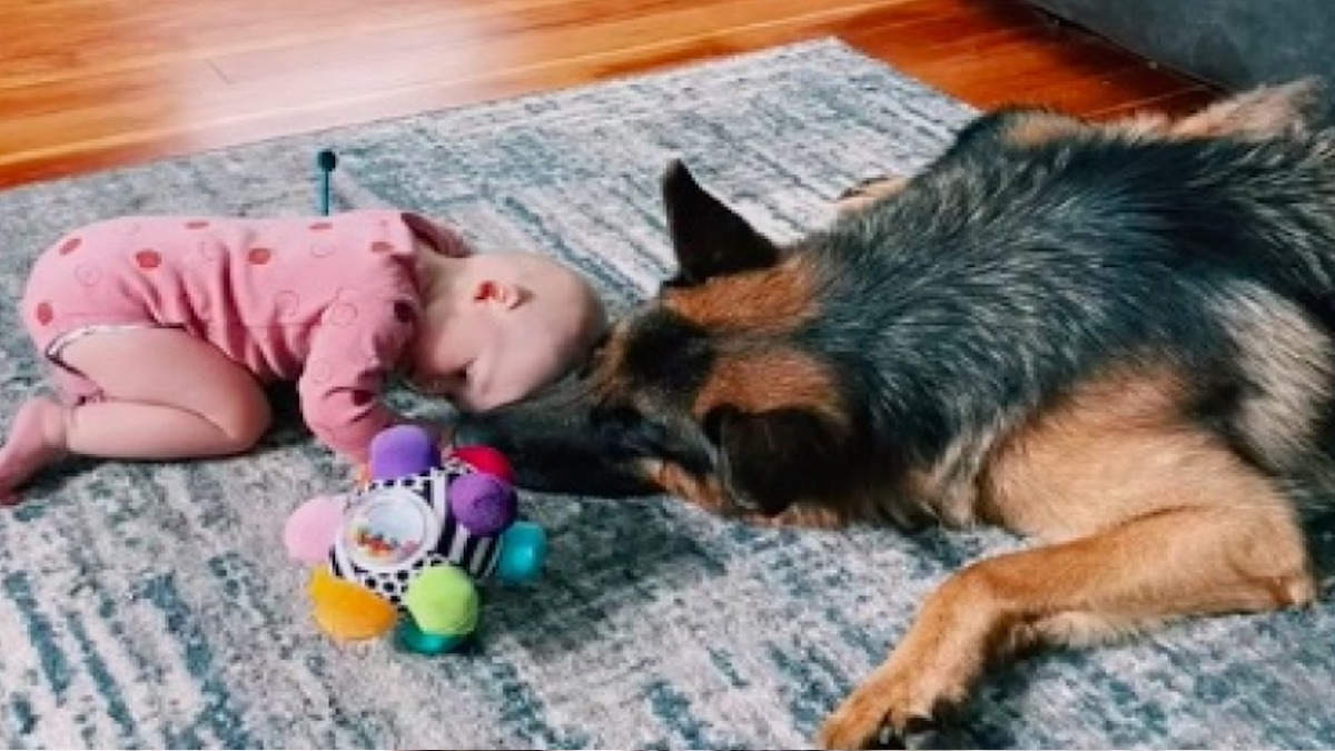 La vidéo poignante de ce chien Berger allemand et un bébé bouleverse les internautes
