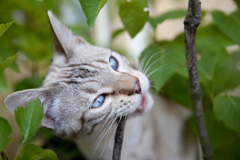 Laissez sortir le chat, voici ce que dit la science