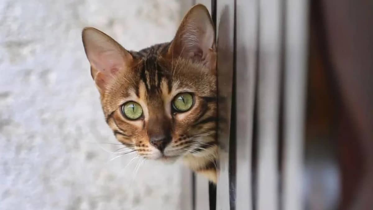 Devez-vous laissez sortir votre chat librement à l'extérieur ? Voici ce que dit la science