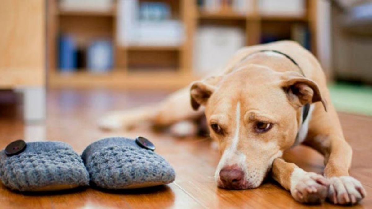 L'anxiété chez le chien : comment la détecter et aider notre compagnon à 4 pattes