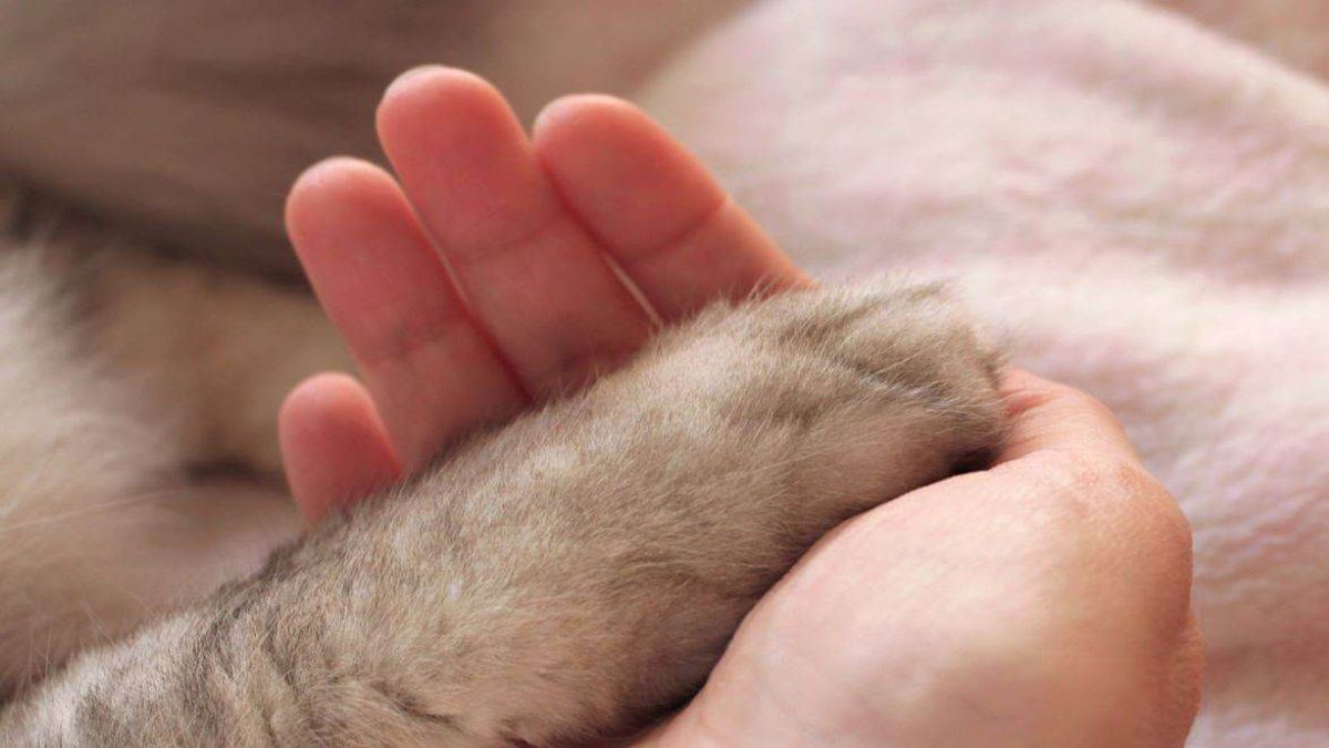 Les chats disent-ils au revoir à leur maître avant de mourir ? Comment le  font-ils ?