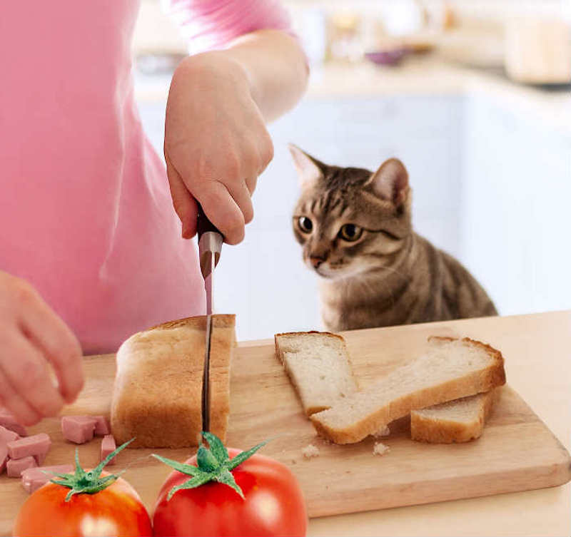 Les chats et les chiens peuvent-ils manger du pain ? Découvrez si c'est sain ou nocif