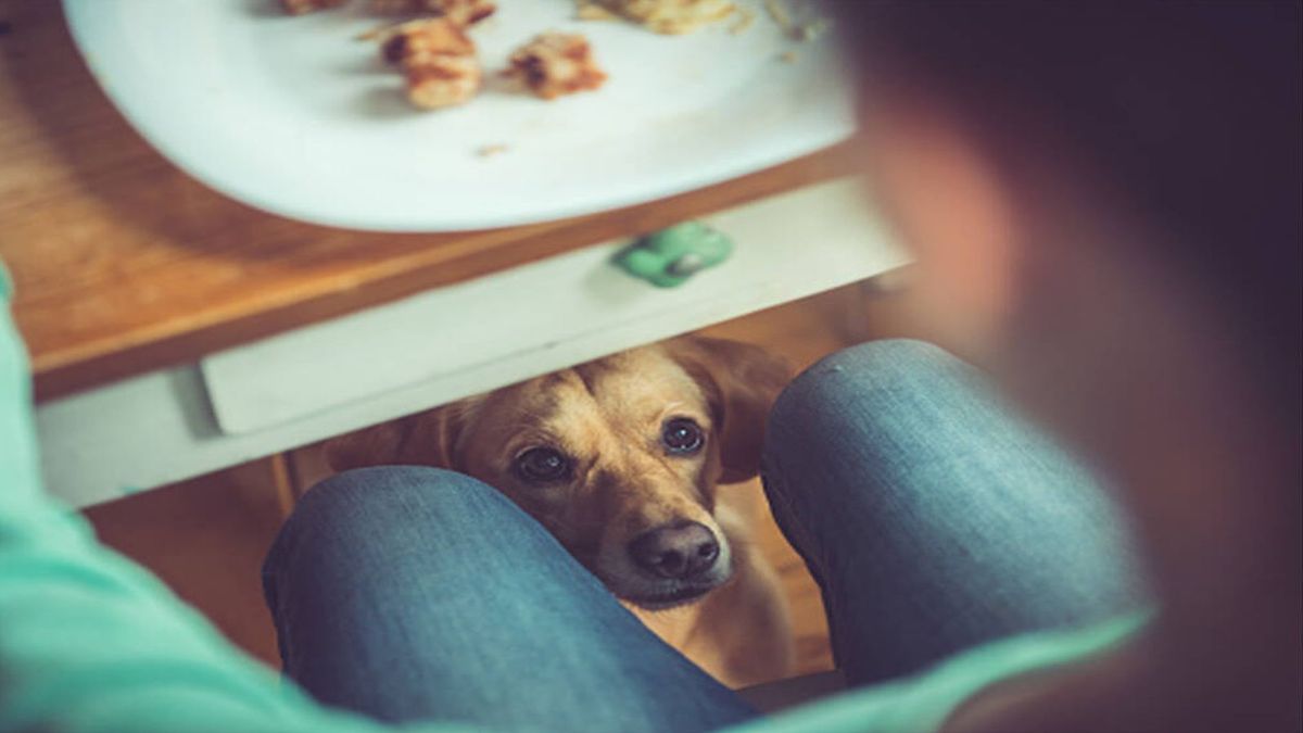 Les chats et les chiens peuvent-ils manger du pain ? Découvrez si cela est sain ou nocif