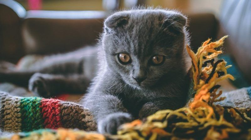 Les chats ont-ils de la mémoire ? Combien de temps durent les souvenirs d'un chat ?