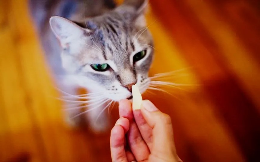 Les chats peuvent-ils manger du fromage ? Que se passe-t-il s'ils en mangent ?