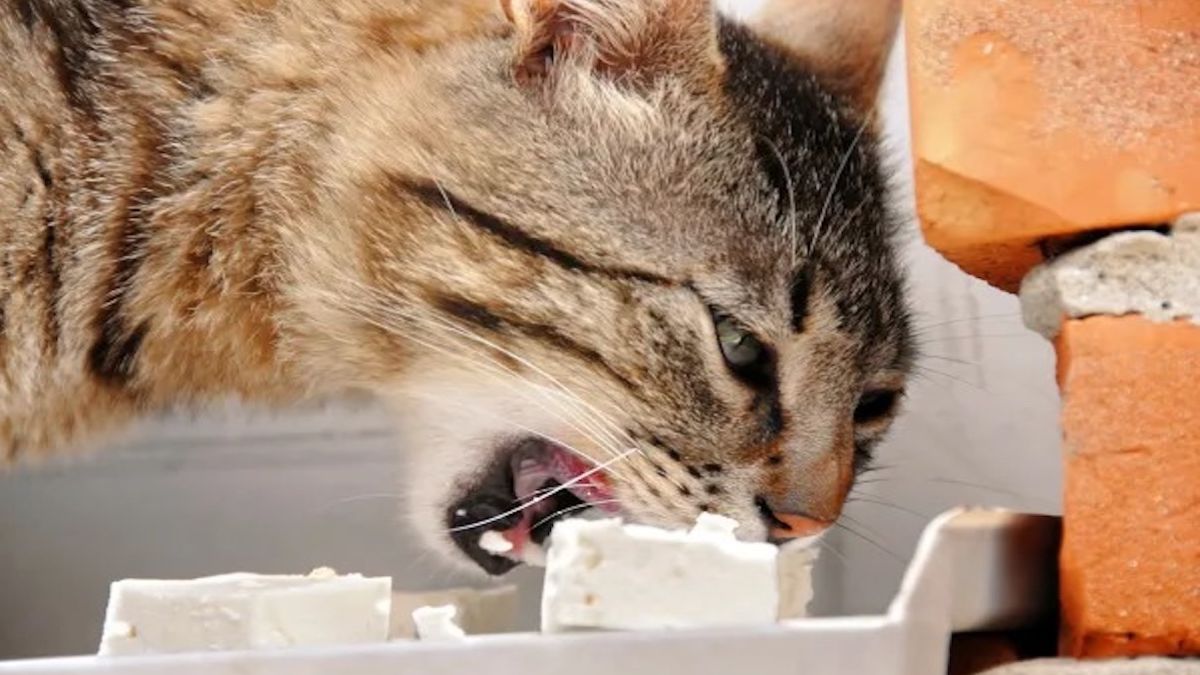 Les chats peuvent-ils manger du fromage ? Que se passe-t-il s'ils en mangent ?