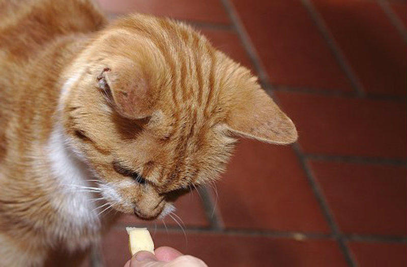 Les chats peuvent-ils manger du fromage ? Que se passe-t-il s'ils en mangent ?